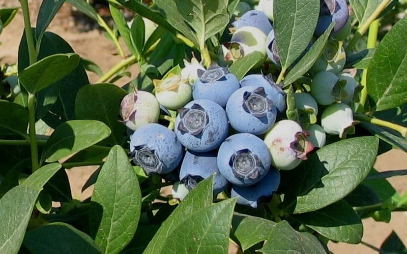 Biloxi Southern Highbush Blueberry - 1 Gallon Pot - Image 4