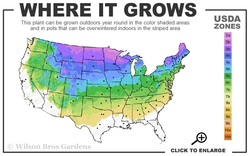 Bush's Lace Engelmann Spruce (Picea Engelmannii) - 3 Gallon Pot - Image 3