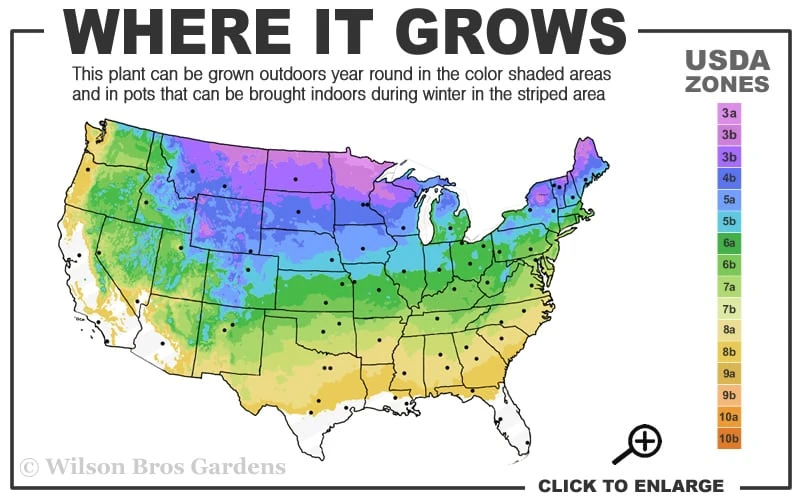 Gold Moss Sedum - 10 Pack Of 4" Pint Pots - Image 3