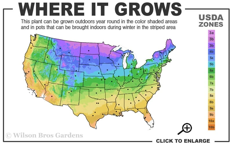 Little Hottie Hydrangea - 2.5 Gallon Pot - Image 3