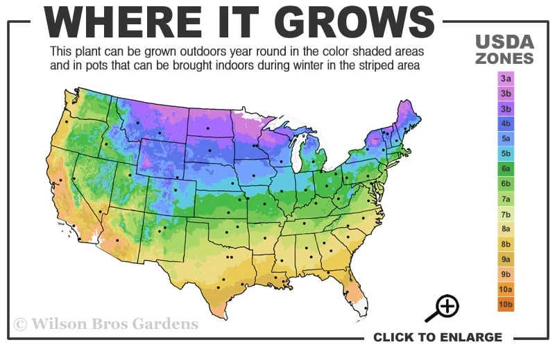 Kaizuka Twisted Juniper - 1 Gallon Pot - Image 3