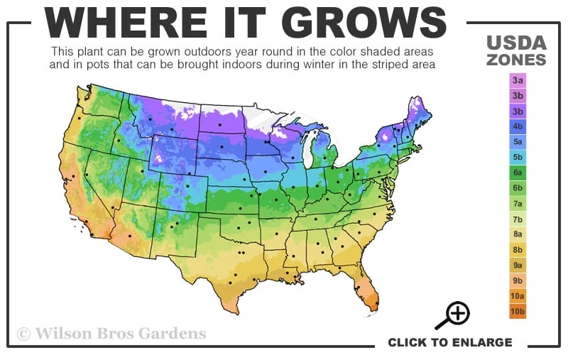 Popcorn Drift Groundcover Rose - 3 Gallon Pot - Image 3