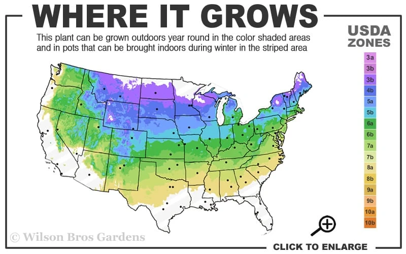 Japanese White Pine (Pinus Parviflora 'Glauca') - 5 Gallon Pot - Image 3