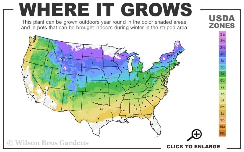 Kwanzan Pink Double Flowering Cherry Tree - 2 Gallon Pot - Image 3