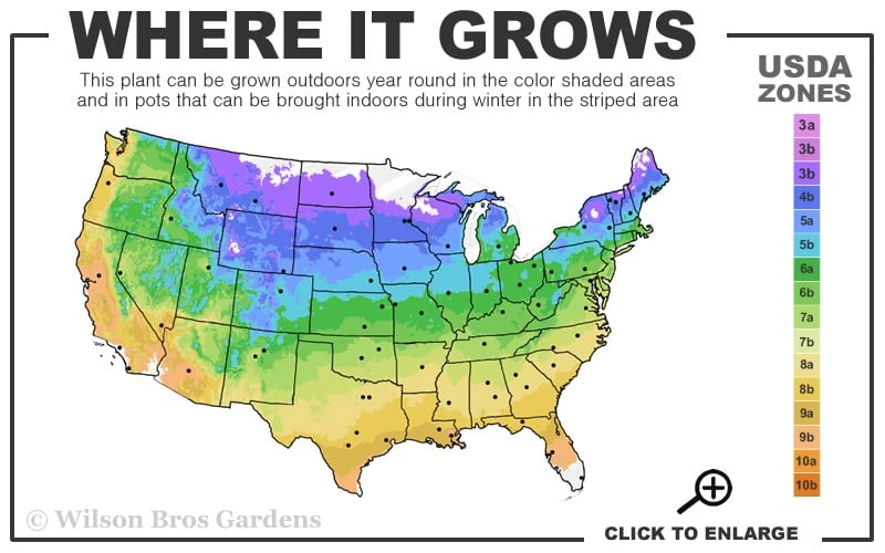 Red Lightning Heuchera - 1 Gallon Pot - Image 3