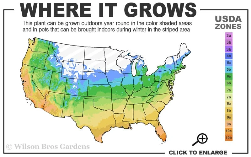 Bisset Bamboo (Phyllostachys Bissetii) - 3 Gallon Pot (4-6') - Image 3