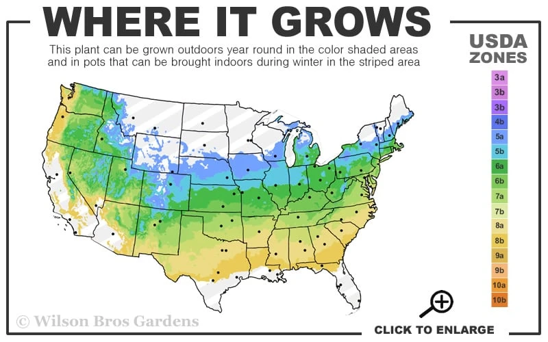 Winterthur Winterhazel (Corylopsis) - 2 Gallon Pot - Image 3
