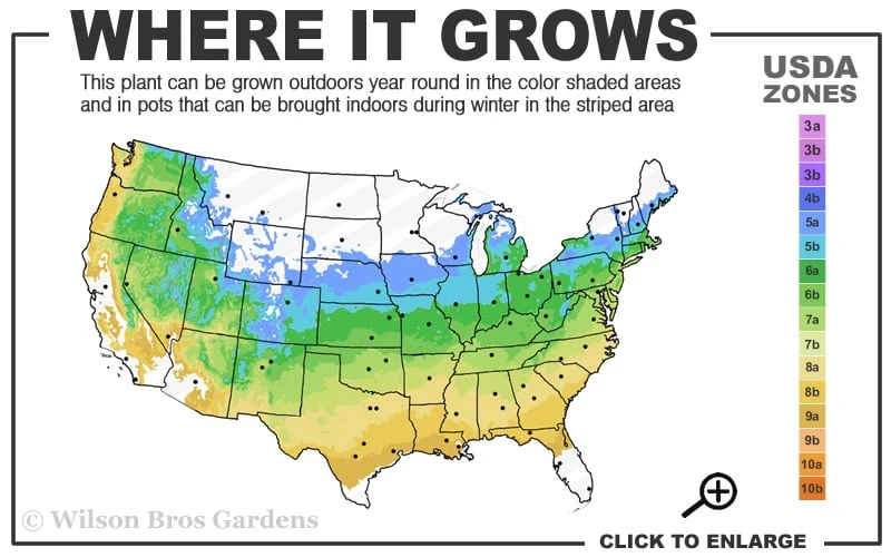 Wilhelm Schacht Daphne - 1 Gallon Pot - Image 3