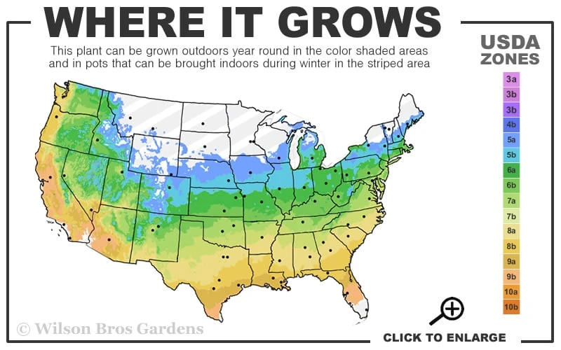 Mariesii Doublefile Viburnum - 3 Gallon Pot - Image 3