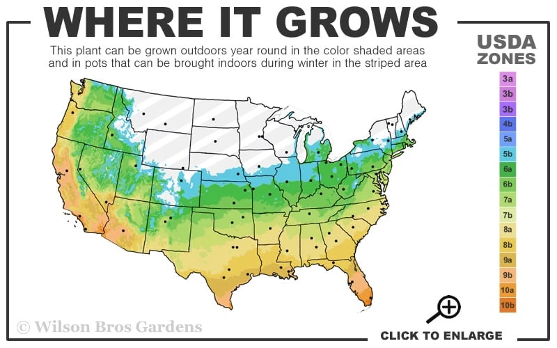 Black Mondo Grass (Ophiopogon Planiscapus 'Nigrescens') - 5 Pack Of Quart Pots - Image 3