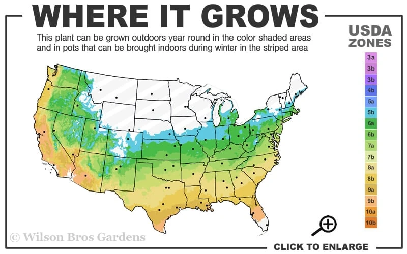 Corvallis Broom Dwarf Coral Bark Japanese Maple - 3 Gallon Pot - Image 3