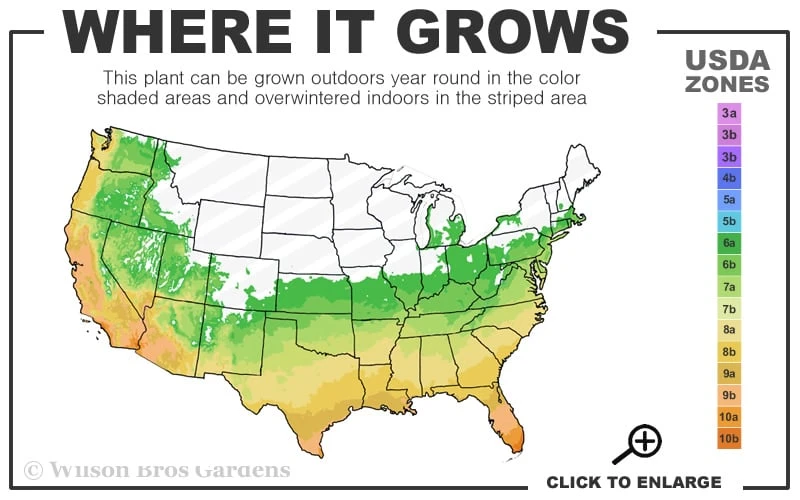 Black Bamboo - Phyllostachys Nigra - 3 Gallon Pot (Single Cane: 4-6'+) - Image 3