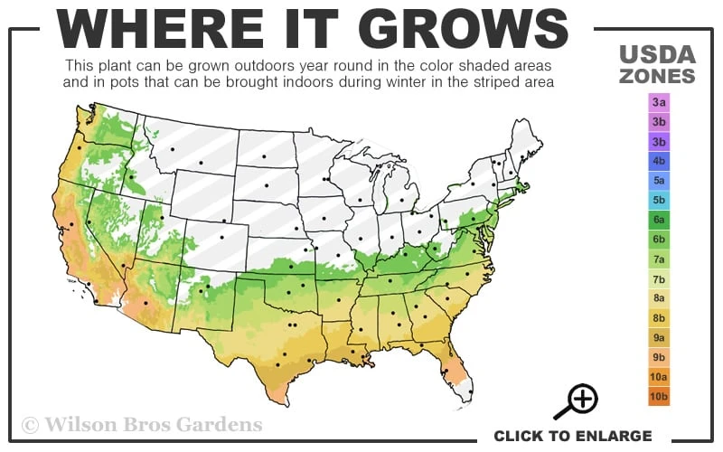 Autumn Embers Encore Azalea - 1 Gallon Pot - Image 3