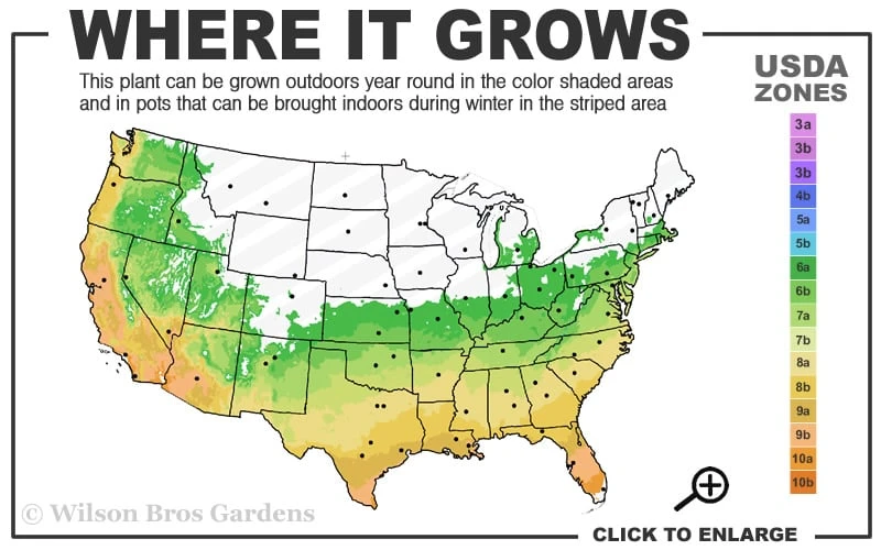 Blush Pink Nandina - 1 Gallon Pot - Image 3