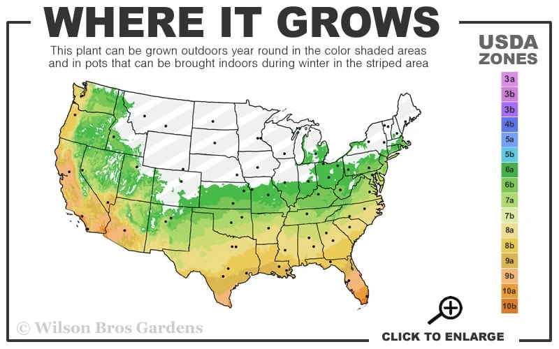 Ruscus Bamboo (Shibataea Kumasaca) - 1 Gallon Pot - Image 3