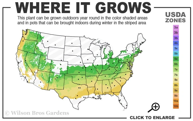 Southern Lady Pieris - 3 Gallon Pot - Image 3