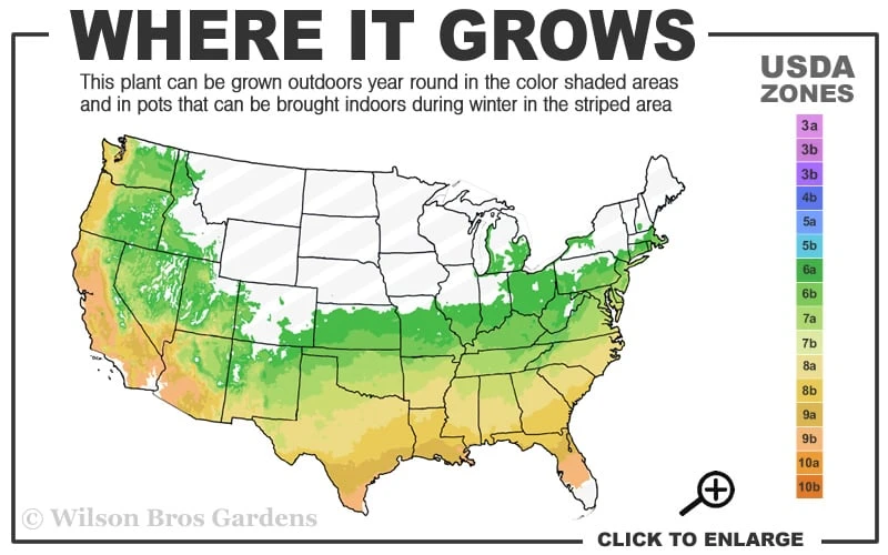 Augies Red Aromi Azalea (Rhododendron Hybrid) - 3 Gallon Pot - Image 3