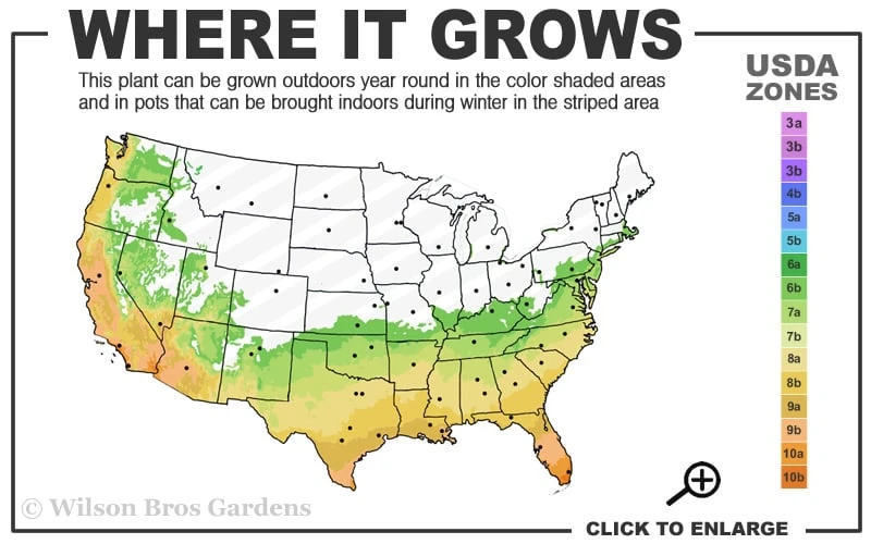 Black Stripe Bamboo - Phyllostachys Nigra Megurochiku - 3 Gallon Pot - Image 3