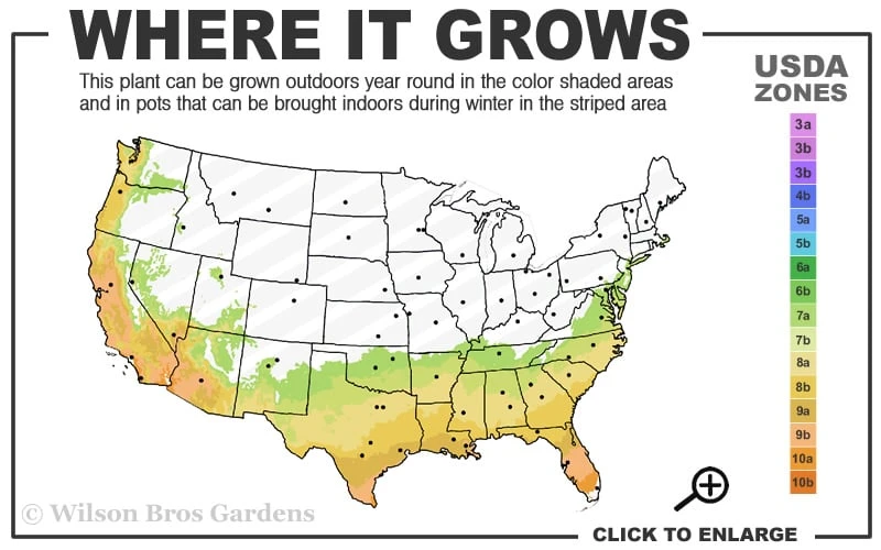 Deodar Cedar - 5 Gallon Pot (3-4') - Image 3