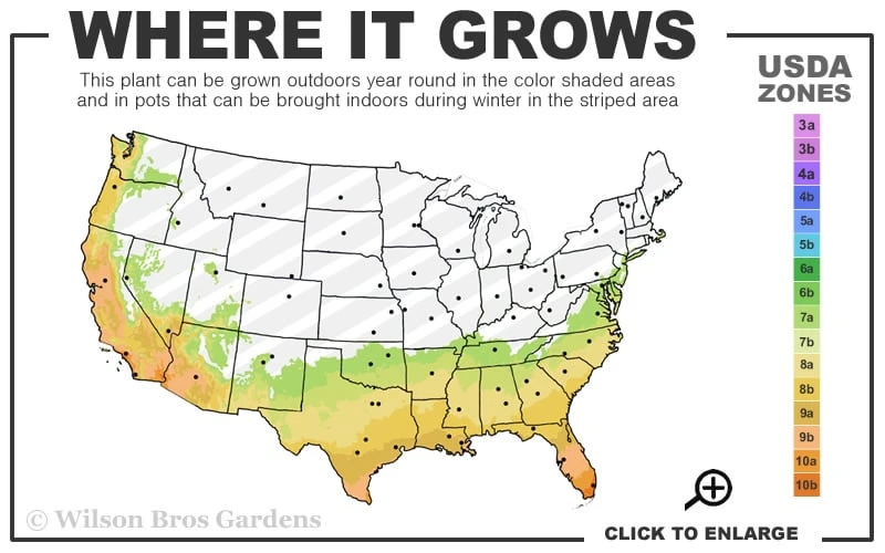Yellow Flag Iris - 1 Gallon Pot - Image 3