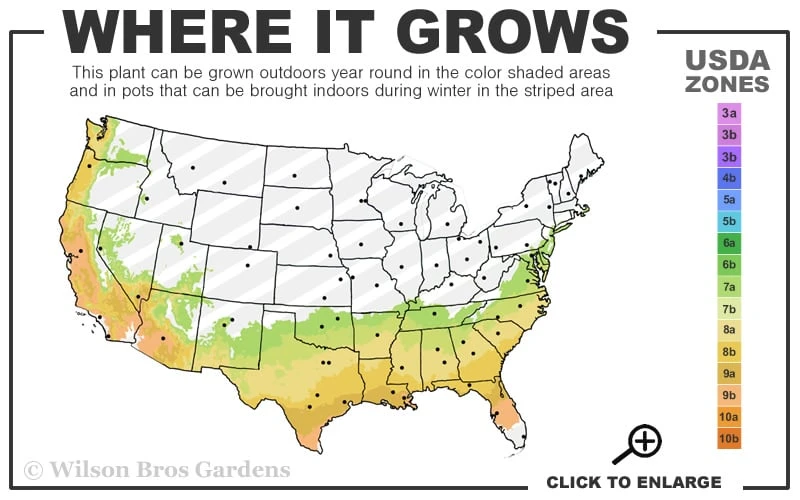 Turandot Camellia Japonica - 3 Gallon Pot - Image 3