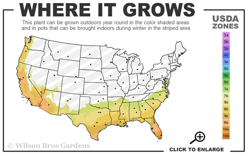 Arbequina Olive Tree - 7 Gallon Pot (4-5') - Image 3