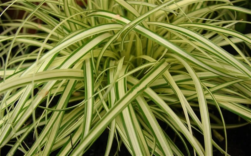 Evergold Japanese Sedge (Carex Hachijoensis) - 10 Pack Of Quart Pots - Image 4