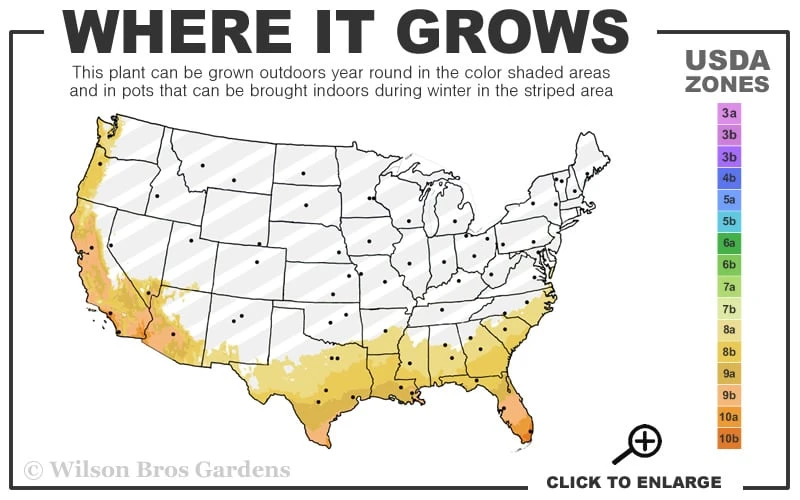 High Fragrance Camellia Hybrid - 3 Gallon Pot - Image 3