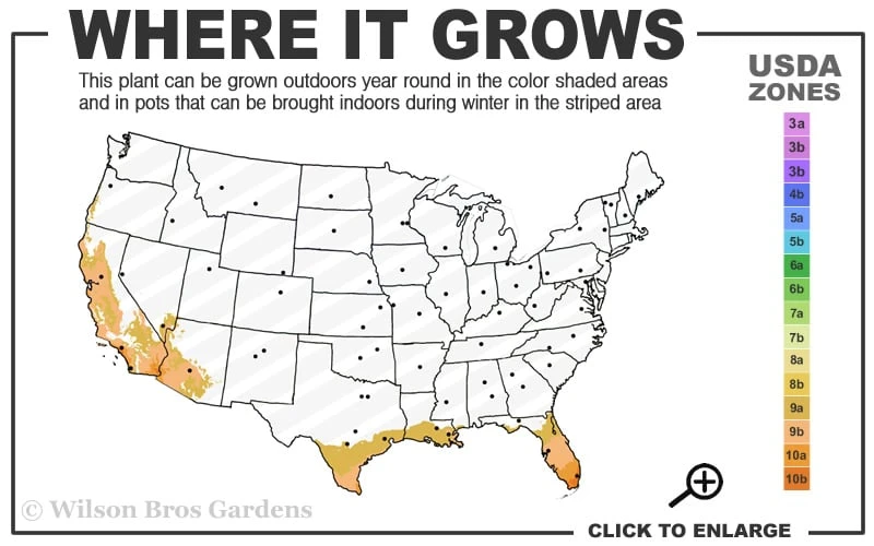 Asian Lemon Bamboo (Bambusa Eutuldoides 'Viridivittata') - 3 Gallon Pot - Image 3