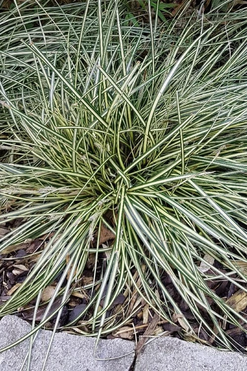 Variegated Sweet Flag (Acorus Gramineus 'Variegatus') - 5 Pack Of Quart Pots - Image 6