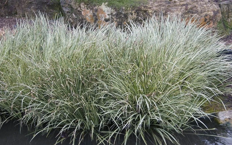 Variegated Sweet Flag (Acorus Gramineus 'Variegatus') - 5 Pack Of Quart Pots - Image 4