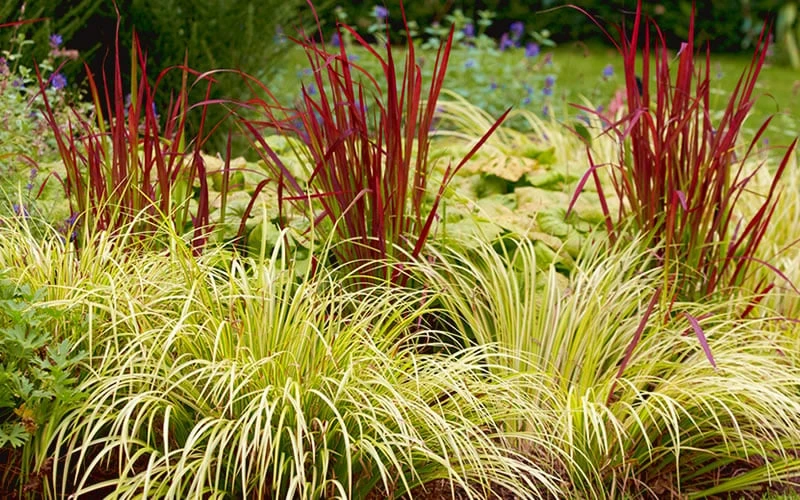 Golden Sweet Flag - Acorus Gramineus 'Ogon' - 18 Count Flat Of Pint Pots - Image 5