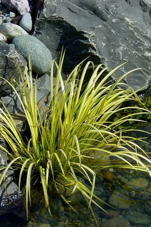 Golden Sweet Flag - Acorus Gramineus 'Ogon' - 18 Count Flat Of Pint Pots - Image 6