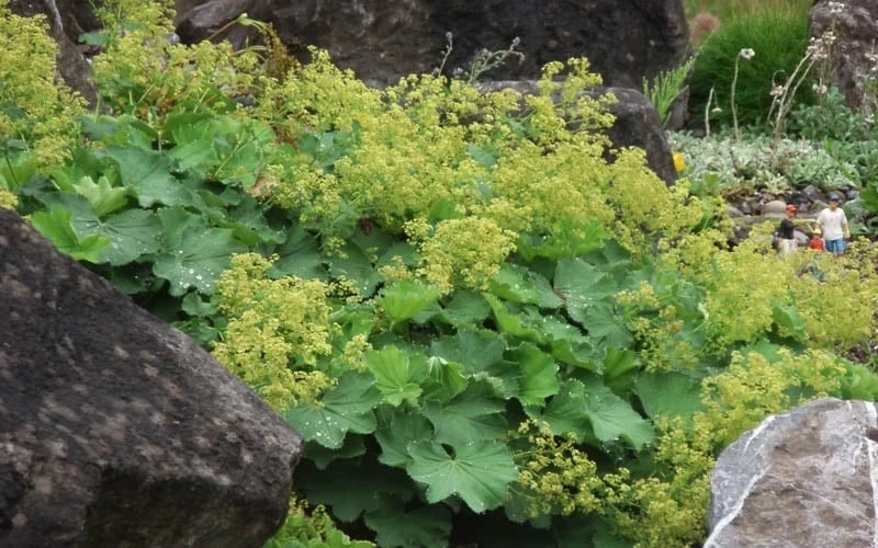 Thriller Lady's Mantle (Alchemilla Mollis) - 5 Pack Of Quart Pots - Image 4