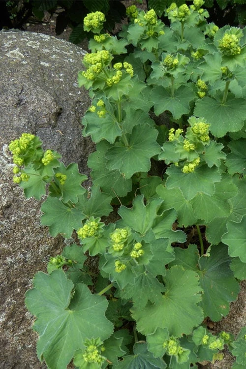 Thriller Lady's Mantle (Alchemilla Mollis) - 5 Pack Of Quart Pots - Image 6