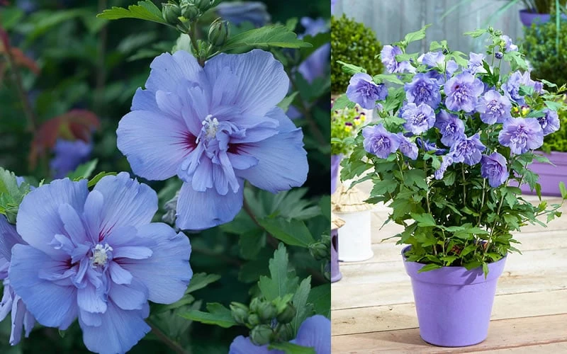 Blue Chiffon Rose Of Sharon - 1 Gallon Pot - Image 7