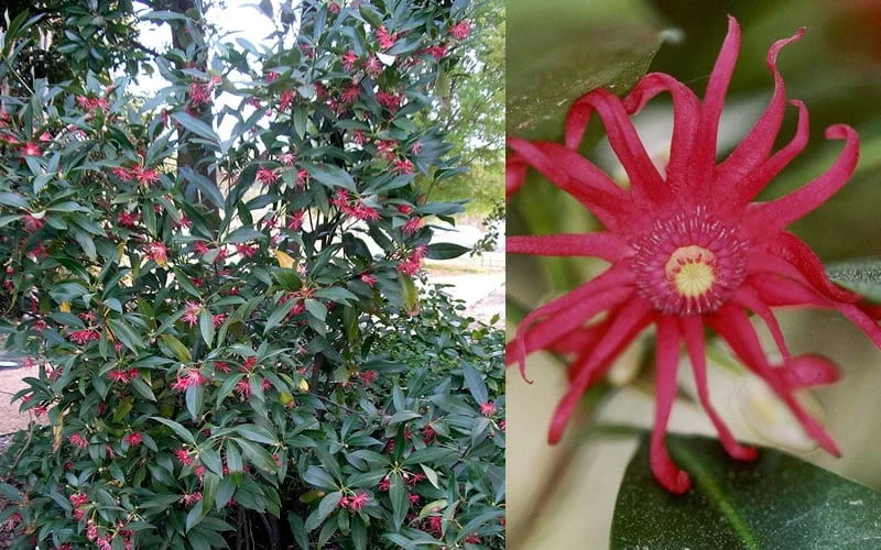 Florida Anise - Illicium Floridanum - 6 Pack Of 1 Gallon Pots - Image 6