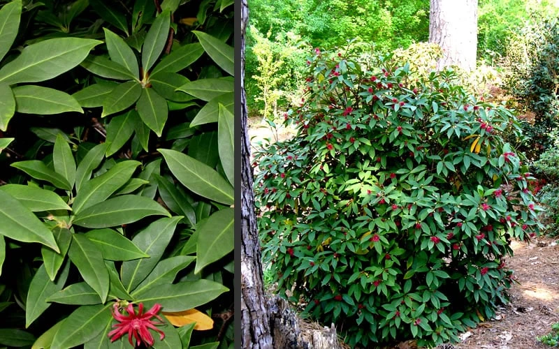 Florida Anise - Illicium Floridanum - 6 Pack Of 1 Gallon Pots - Image 5