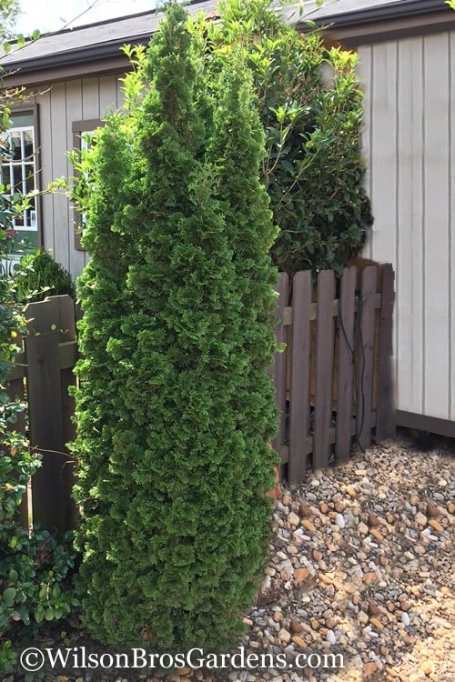 Degroots Spire Arborvitae - 1 Gallon Pot - Image 6