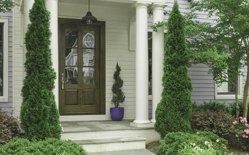 Degroots Spire Arborvitae - 1 Gallon Pot - Image 4