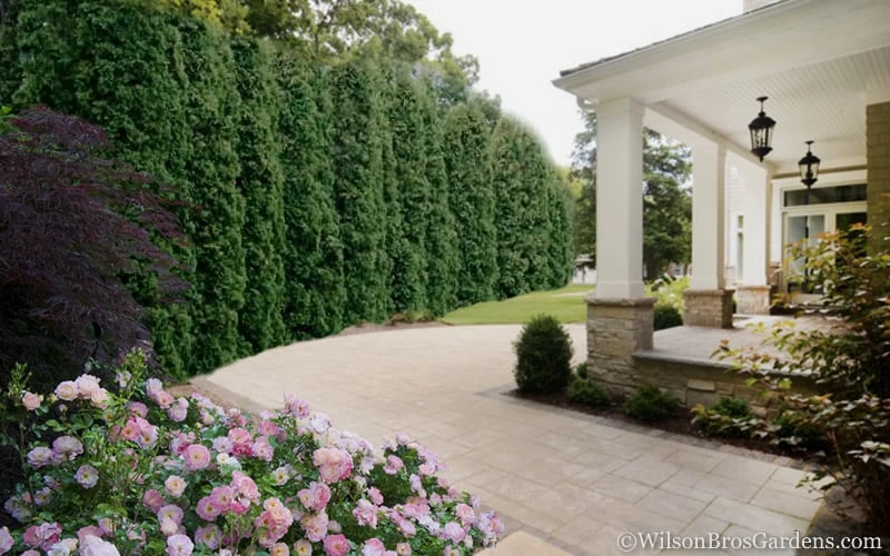 Degroots Spire Arborvitae - 1 Gallon Pot - Image 5