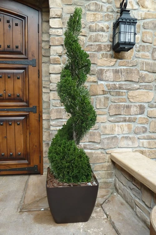 Emerald Green Arborvitae Spiral Topiary - 5 Gallon Pot (6')