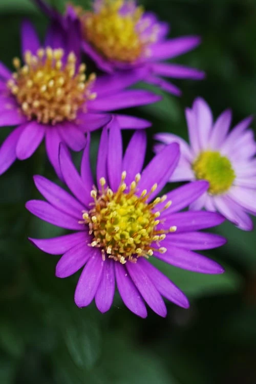 Ezo Murasaki Asian Aster (Aster Ageratoides) - 1 Gallon Pot - Image 5