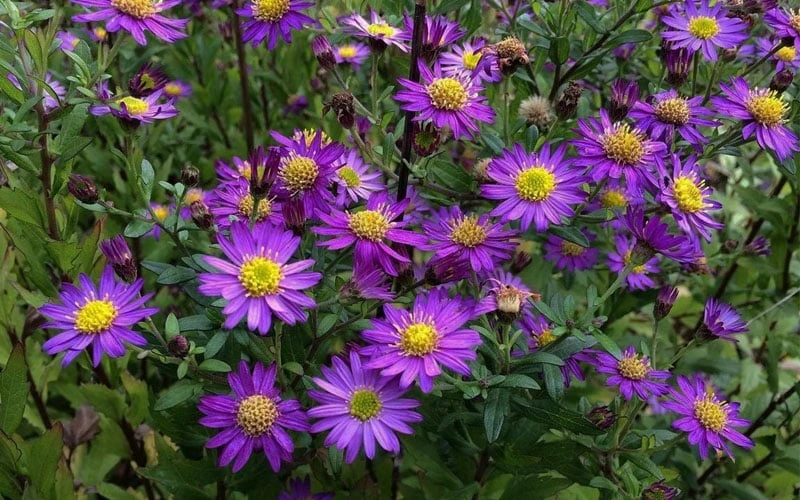 Ezo Murasaki Asian Aster (Aster Ageratoides) - 1 Gallon Pot - Image 4