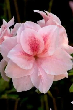 Autumn Belle Encore Azalea - 1 Gallon Pot