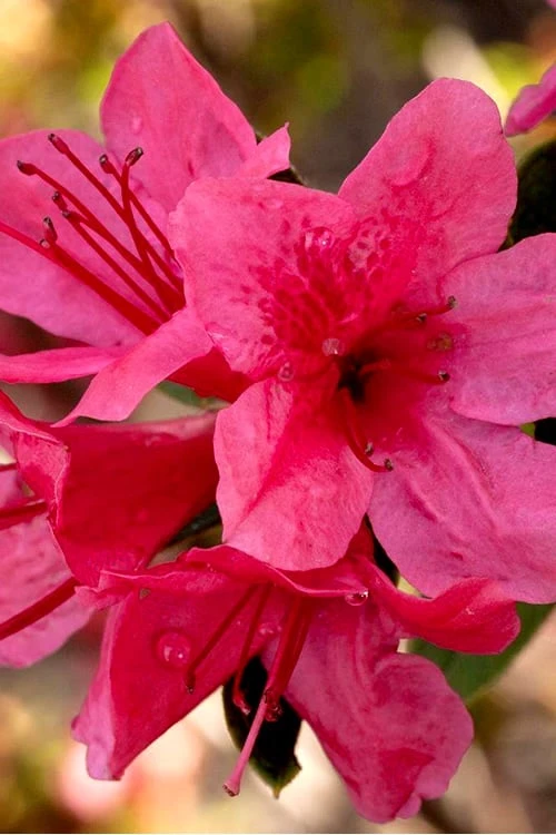 Autumn Cheer Encore Azalea - 6 Pack Of 1 Gallon Pots