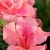 Autumn Coral Encore Azalea - 3 Gallon Pot