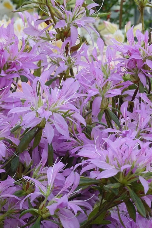 Koromo Shikibu Purple Spider Azalea - 6 Pack Of 1 Gallon Pots - Image 4