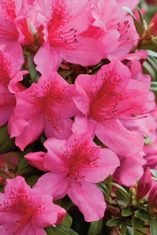 Pride Of Mobile Azalea - 1 Gallon Pot - Image 4