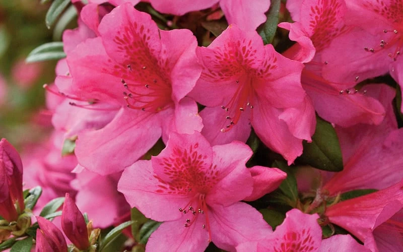Pride Of Mobile Azalea - 1 Gallon Pot - Image 5